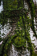 Obraz premium Tree bark covered with green moss
