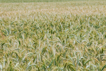 Wheat ears on a golden wheat field. Wheat plantation