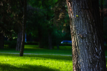 Obraz premium tree in the park