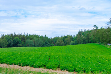 Fototapeta na wymiar Potato field planted in a row. Green potato stalks.