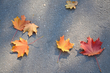 Fallen autumn maple leaves on the gray asphalt.