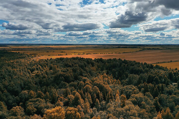 autumn forest taiga view from drone, yellow trees landscape nature fall