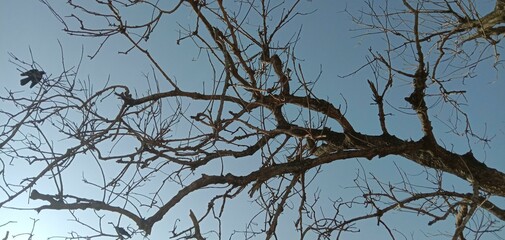 Dead tree dry branches of a tree