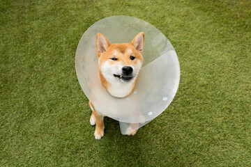 Puppy Shiba inu purebred wearing protective with cone collar on neck after surgery looking at camera. The dog outdoor on green grass.