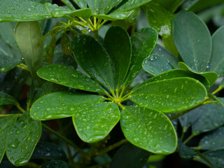Planta y hoja con gotas de lluvia. (Schefflera arboricola, araliaceae, árbol paraguas enano) Rocío en plantas