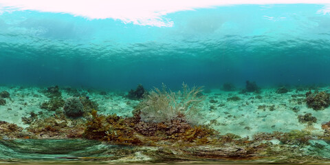 Naklejka na ściany i meble Tropical Fishes on Coral Reef, underwater scene. Philippines. 360 panorama VR