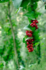 Wild gosseberry