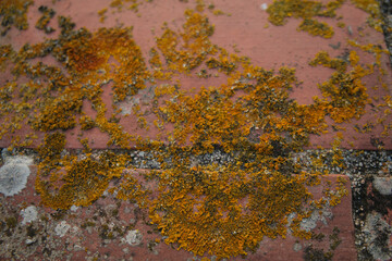 Natural textures
