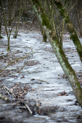 frozen creek in winter forest