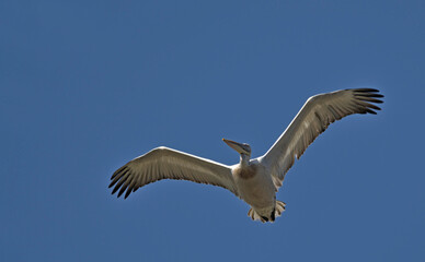 Dalmatian Pelican (Pelecanus crispus), Greece