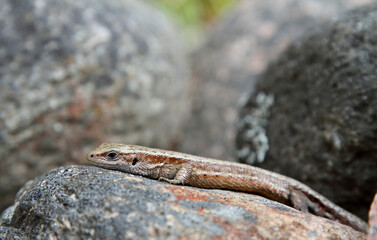 Common lizard warming on a gray stone