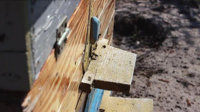 Honey is a beekeeping product. Bees fly out and fly into the round entrance of a wooden vintage beehive in an apiary close up view. Honey bees swarming and flying around their beehive.