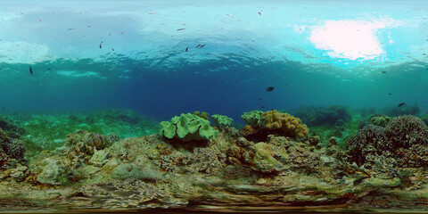 Plakat Tropical fishes and coral reef at diving. Beautiful underwater world with corals and fish. 360 panorama VR