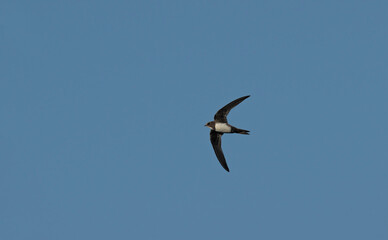Alpine swift (Apus melba), Greece