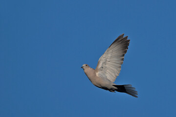 Collared Dove (Streptopelia decaocto), Crete 