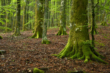 detail of the roots and trunk of beech with green moss in the beautiful forests of the Casentino...