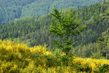 Beech forest with blooming gorse on the mountains in Tuscany, Italy.