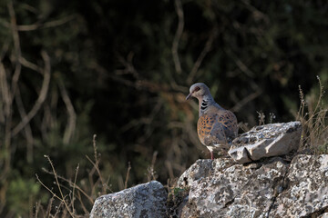 European Turtle Dove (Streptopelia turtur), Greece