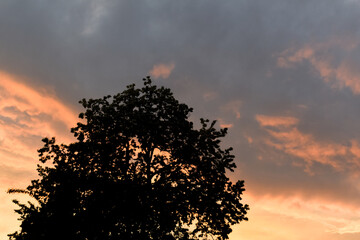 Fototapeta na wymiar Silhouette of blooming tree on evening dark clouds