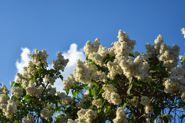 Blooming bush of white lilac on blue sky background
