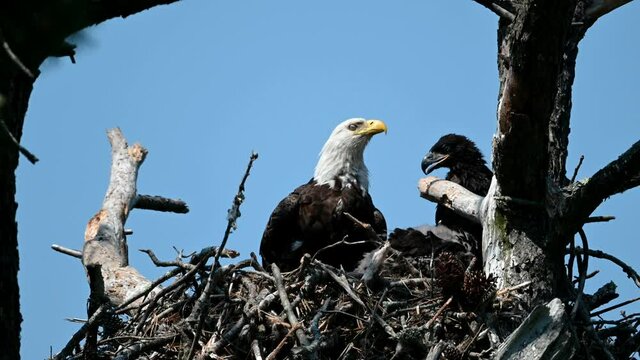 Adult Bald Eagle in Nest with Young Eaglets