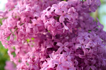 Bud of pink lilac in macro shoot
