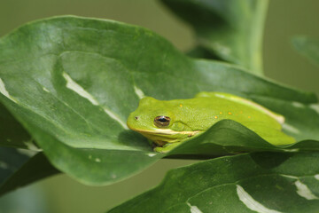 American Green Tree Frog Hyla cinerea in Texas