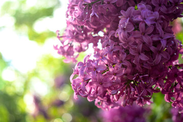 Lilac flowers in the garden