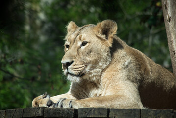 Naklejka na ściany i meble Portrait of wild female lion in a zoologic park