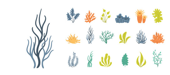 Set of seaweeds, underwater sea plants, shells. © Little Monster 2070