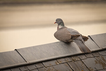 pigeon sur un toit