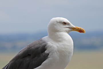 une mouette en gros plan  sur le bord de mer