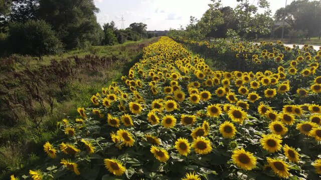 Natural gardens in Bialystok.Top view of the suflower garden in Bialystok.