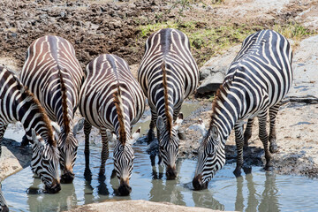 Fototapeta na wymiar Zebras having a drink at a waterhole. Taken in Kenya