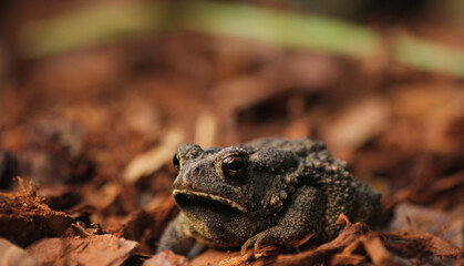 Texas Toad Anaxyrus speciosus in Garden in East Texas