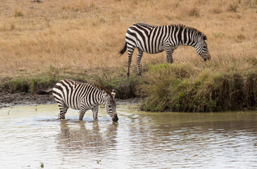 Fototapeta na wymiar A zebra having a drink at a waterhole. Taken in Kenya