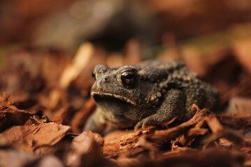 Texas Toad Anaxyrus speciosus in Garden in East Texas