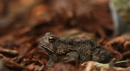 Texas Toad Anaxyrus speciosus in Garden in East Texas
