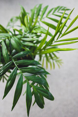 close-up of parlour palm plant indoor in pot shot at shallow depth of field