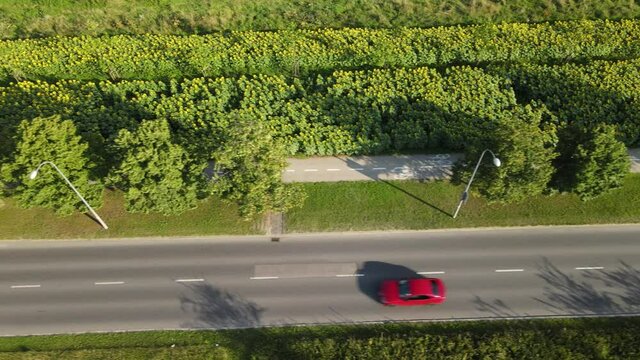 Natural gardens in Bialystok.Top view of the suflower garden in Bialystok.