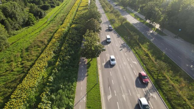 Natural gardens in Bialystok.Top view of the suflower garden in Bialystok.