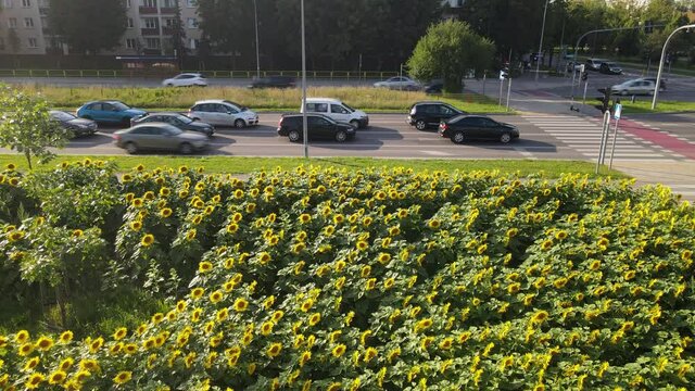 Natural gardens in Bialystok.Top view of the suflower garden in Bialystok.