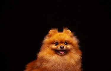 image of dog dark background