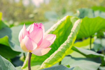 pink waterlily or lotus flower in pond
