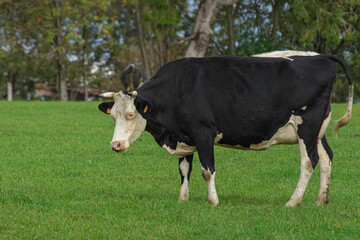 Une vache laitière dans une praire dans la province de Liège en Belgique