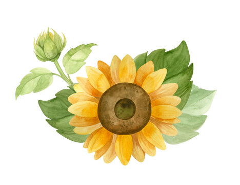 watercolor sunflower with green leaves and bud clip art preview