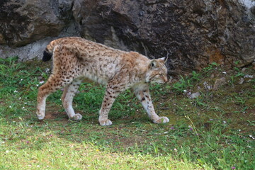 Fototapeta premium beautiful big cat lynx wild freedom fear danger extinction