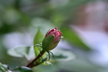 hibiscus, bud pink flower on blurred nature background