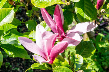 Magnolia Liliiflora 'Nigra' a summer flowering tree shrub plant with purple red summertime flower blossom commonly known as black lily magnolia, stock photo image