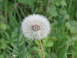 dandelion plant delicacy beautiful soft weak air